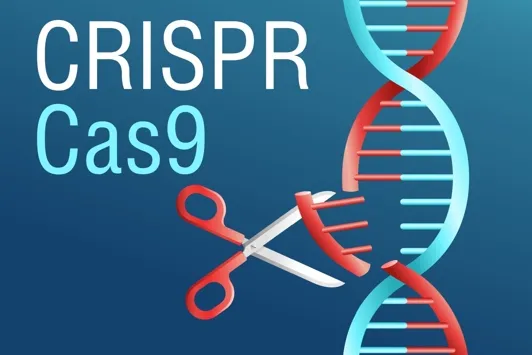 CRISPR is like a pair of tiny, precise scissors for DNA, since CRISPR can cut DNA in a specific spot to edit it. (Image via Shutterstock)