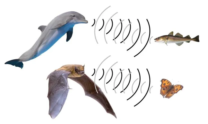 Bats' and dolphins' ability to echolocate are an example of convergent evolution. (Source images from Shutterstock, adapted by J. Schaepe)