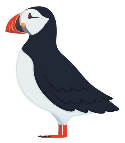 Atlantic Puffin